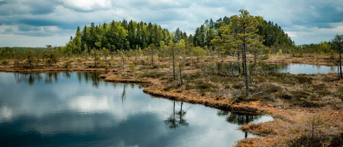 Kodaju-purvs